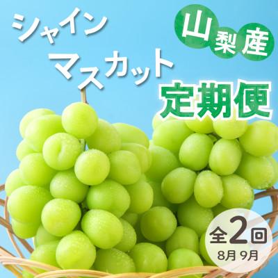 ふるさと納税 甲州市 【発送月固定定期便】大人気フルーツ シャインマスカット 産地直送 瑞々しい美味しさのまま発送!全2回
