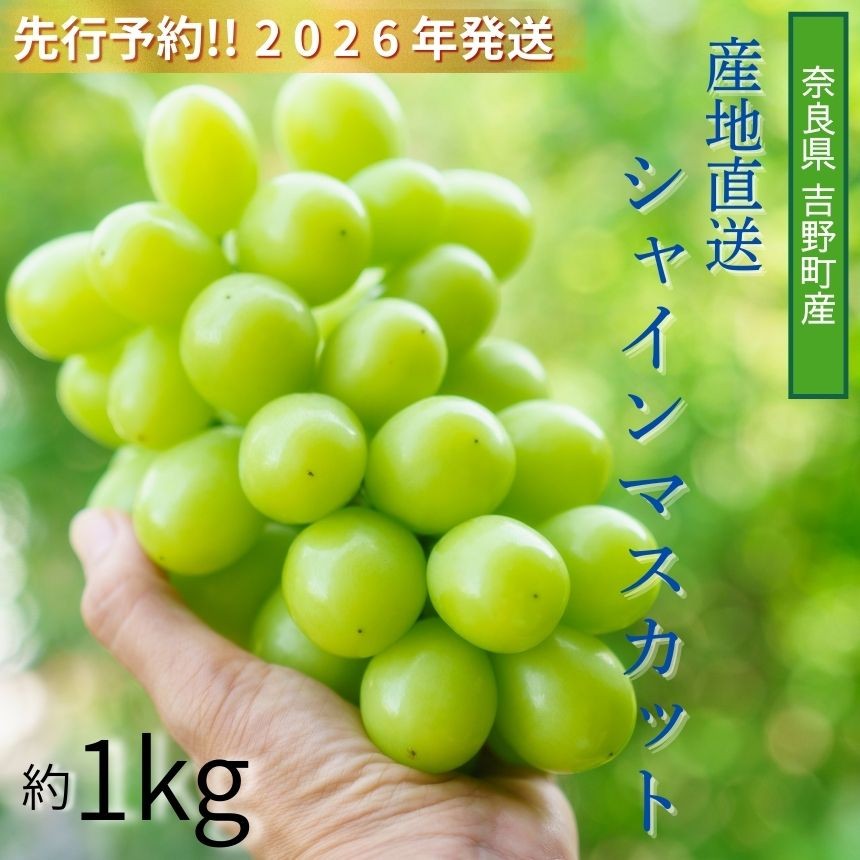 
                  シャインマスカット【先行予約：2026年9月上旬から発送】シャインマスカット 約1kg 奈良県吉野町/山本観光ぶどう園[BRBI004] シャインマスカット しゃいんますかっと マスカット ますかっと 果物 ぶどう ブドウ 葡萄 フルーツ くだもの 果物 果実 ふるーつ
                