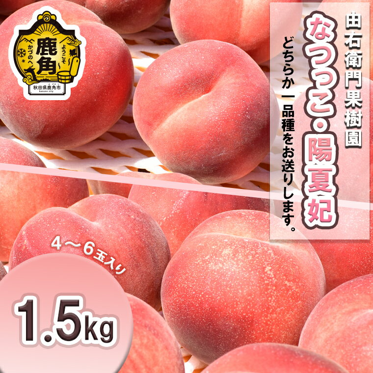 【ふるさと納税】《 先行予約 》 桃 秋田県産 希少 もも 「 なつっこ / 陽夏妃 」 1.5kg ( 4〜6玉入り ) 桃 もも モモ お盆 お見舞い 完熟 国産桃 お中元 贈り物 贈答用 グルメ ギフト 故郷 秋田 あきた 鹿角市 鹿角 送料無料 【由右衛門果樹園】