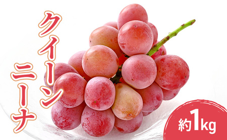 2026年産クイーンニーナ 1kg 果物 フルーツ ぶどう 長野県