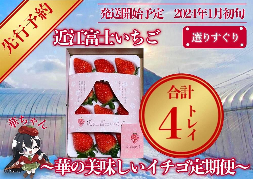
先行予約『近江富士いちご』選りすぐり！華の美味しいイチゴ定期便【9~15粒1トレイ×4回】
