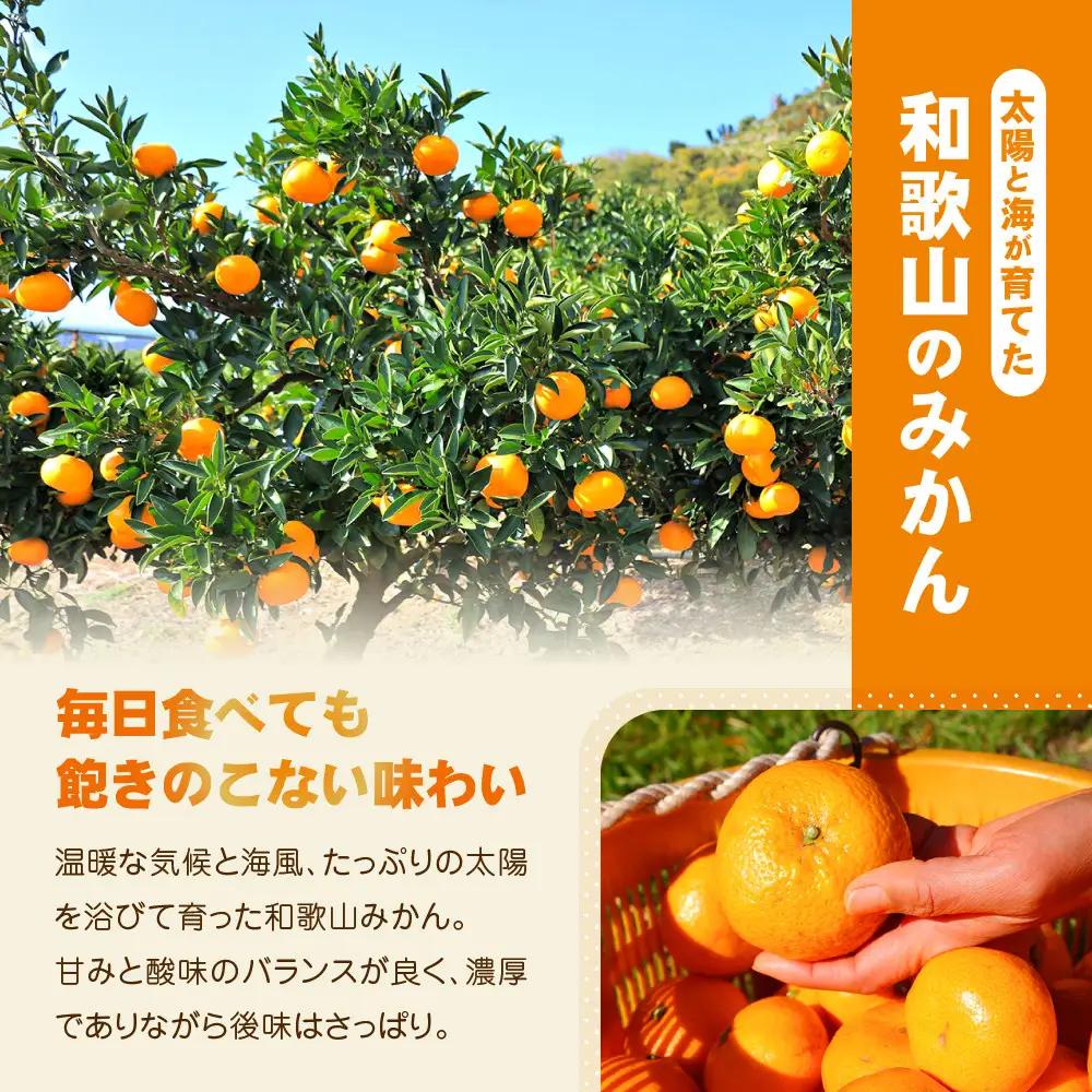 【訳あり】和歌山みかん 約9.5kg+補償分約500g サイズ混合 11月より順次発送 訳ありみかん 【red1】