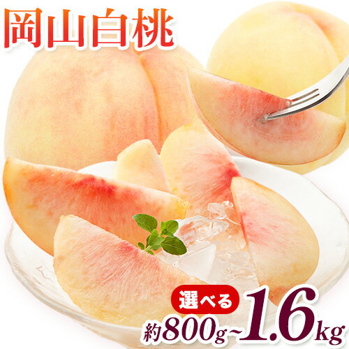【ふるさと納税】【2026年先行予約】桃 岡山白桃 選べる 800g 1.2kg 1.4kg 1.6kg 株式会社藍《2026年7月中旬-7月末頃出荷》 岡山県 浅口市 岡山県産 もも フルーツ 果物 くだもの 白桃 送料無料