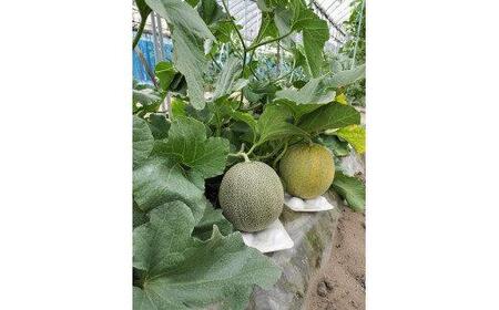 786.【先行予約】幻の「優香メロン」うれしい！3~4玉入 　※2025年６月下旬より順次発送予定