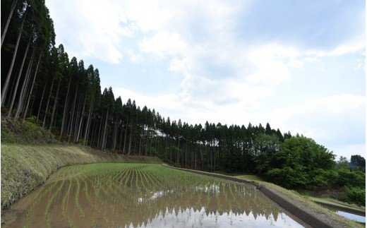 【予約受付】令和8年産・新米 瑠璃米 4kg 予約 新米 令和8年産 南小国産 米 白米 精米 2kg 2袋 お米 ご飯 産地直送 髙村農園 熊本 阿蘇 南小国町 送料無料