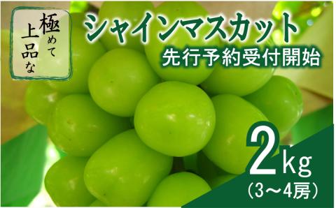 【2025収穫分先行受付】シャインマスカット 約2kg 3～4房 極めて上品なシャインマスカット