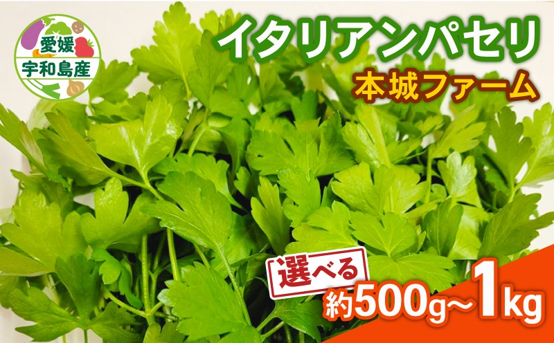 
                  イタリアンパセリ 500g~1kg 選べる 内容量 本城ファーム ハーブ 生パセリ パセリ ぱせり はーぶ 香草 水耕栽培 野菜 やさい 美味しい 新鮮 薬味 スパイス 調味料 パスタ スープ サラダ マリネ ドレッシング アレンジ いろいろ 農家直送 産地直送 数量限定 国産 愛媛 宇和島
                