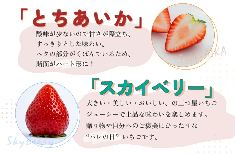 【先行予約】とちあいか 2箱 1.16kg（1箱(2パック入)×2） いちご 大粒 | ギフト 贈答 栃木県 宇都宮市 果物 フルーツ 苺 イチゴ 人気　※2025年1月上旬～3月上旬頃に順次発送予定