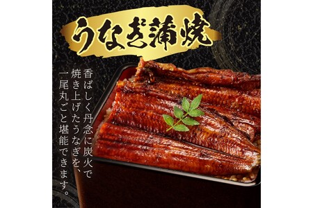 うなぎ／うなぎの蒲焼き2~3人前（1尾）ウナギ特製タレと山椒付き　うなぎの蒲焼・ウナギの蒲焼き