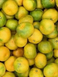 先行予約 極早生みかん 約3kg 【髙橋果樹園】【2025年9月上旬から10月下旬発送予定】極早生 みかん ミカン 柑橘 宇城市産みかん 国産みかん 極早生みかん