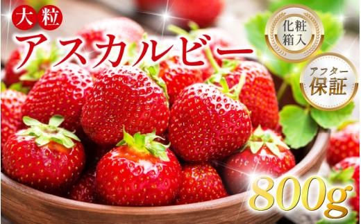 いちご 800g 先行予約 アスカルビー 5L以上 大粒 化粧箱入り 究極のいちご 甘酸っぱい 甘い 香り 苺 イチゴ 果物 フルーツ ストロベリー ジャム スムージー 期間限定 洋菓子 家族 子ども フルーツサンド フルーツ大福 いちご大福 苺大福 ケーキ アイス シャーベット 人気 オススメ お取り寄せ グルメ ミカモフレテック みよし 徳島県 三好市