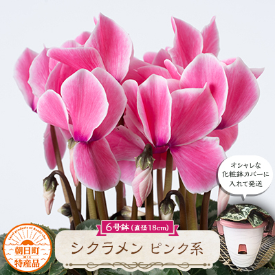 
                  過去に農林水産大臣賞等複数受賞…シクラメン　ピンク系色　6号鉢(直径18cm)底面給水鉢【1220758】
                