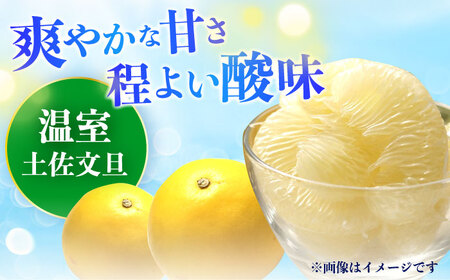 【先行予約】南国高知温室 土佐文旦 約3kg 7玉〈2025年11月中旬?2026年2月中旬頃発送〉/ 文旦 ぶんたん フルーツ 果物 3キロ 高知県 【フルーツショップオザキ】[ATAH011]