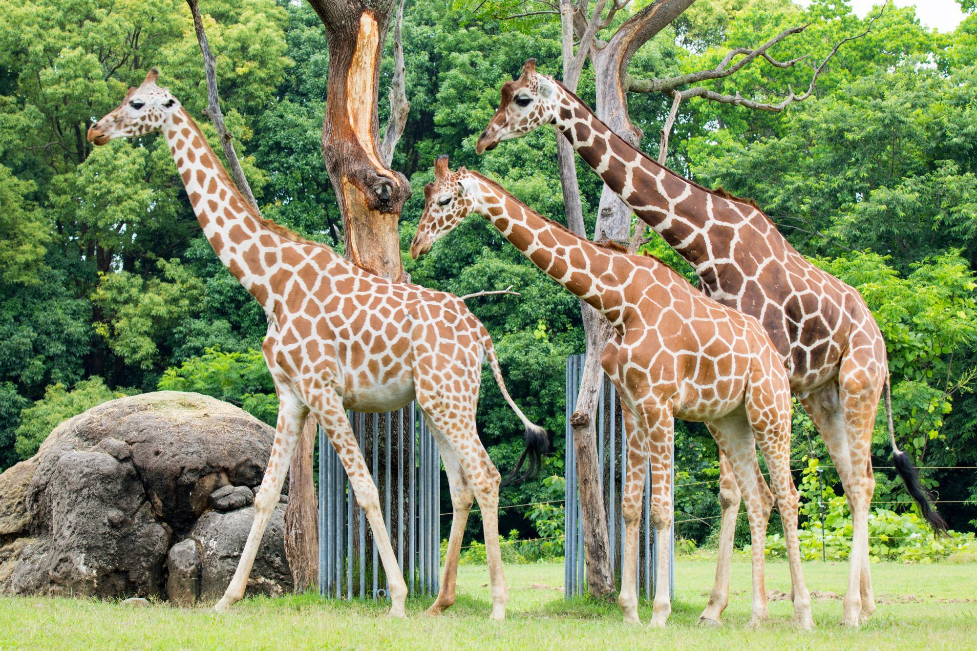 
のんほいパーク満喫セット『飼育員がご案内・動物ガイド＆山本左近氏監修・のんほいサーキット』[T101-01]
