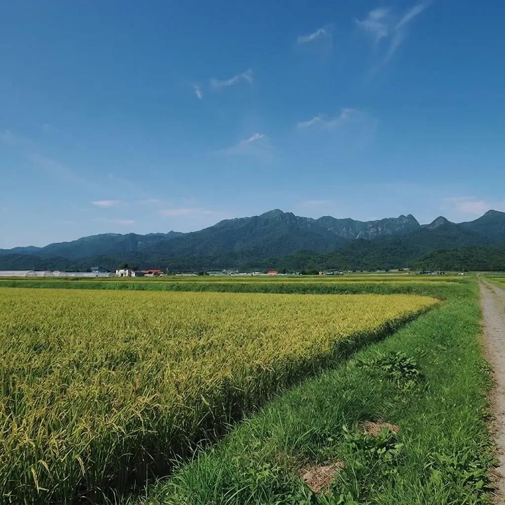 ゆめぴりか 白米 富良野産 減農薬 山本農園 ゆめぴりか【10kg】令和8年産
