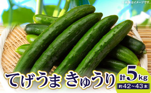 てげうま きゅうり 5㎏｜宮崎県産 宮崎キュウリ 宮崎きゅうり 宮崎胡瓜 宮崎県産きゅうり 野菜 生野菜 胡瓜 ウリ科 旬 新鮮 料理 アレンジ 簡単調理 お弁当 サラダ 漬物 酢の物 タコの酢の物 炒め物 きゅうり キュウリ キムチ キムチ 冷やしキュウリ 冷やし中華 バンバンジー おつまみ つまみ おすそ分け 贈り物 ギフト 冷蔵 人気 オススメ おすすめ 宮崎県 宮崎市｜_M334-001