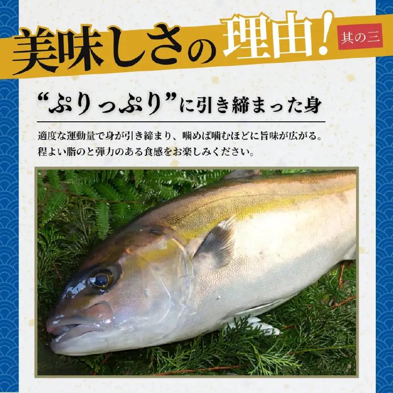 鹿屋市産 かんぱち 胡麻醤油漬け 海鮮 丼 セット 8食分 KN097-005-03 カンパチ 魚 冷凍