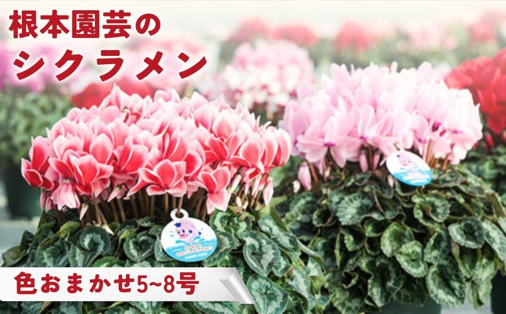 【ふるさと納税】【先行予約】シクラメン 色おまかせ 選べる種類 花 お花 ガーデンシクラメン おまかせ 花ギフト フラワーギフト 鉢花 鉢植え ギフト プレゼント 贈答 農林水産大臣賞受賞 根本園芸