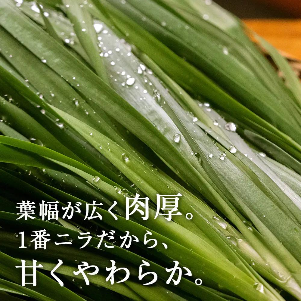 【2027年発送予約】 しりうちにら北の華 50束【JA新はこだて】