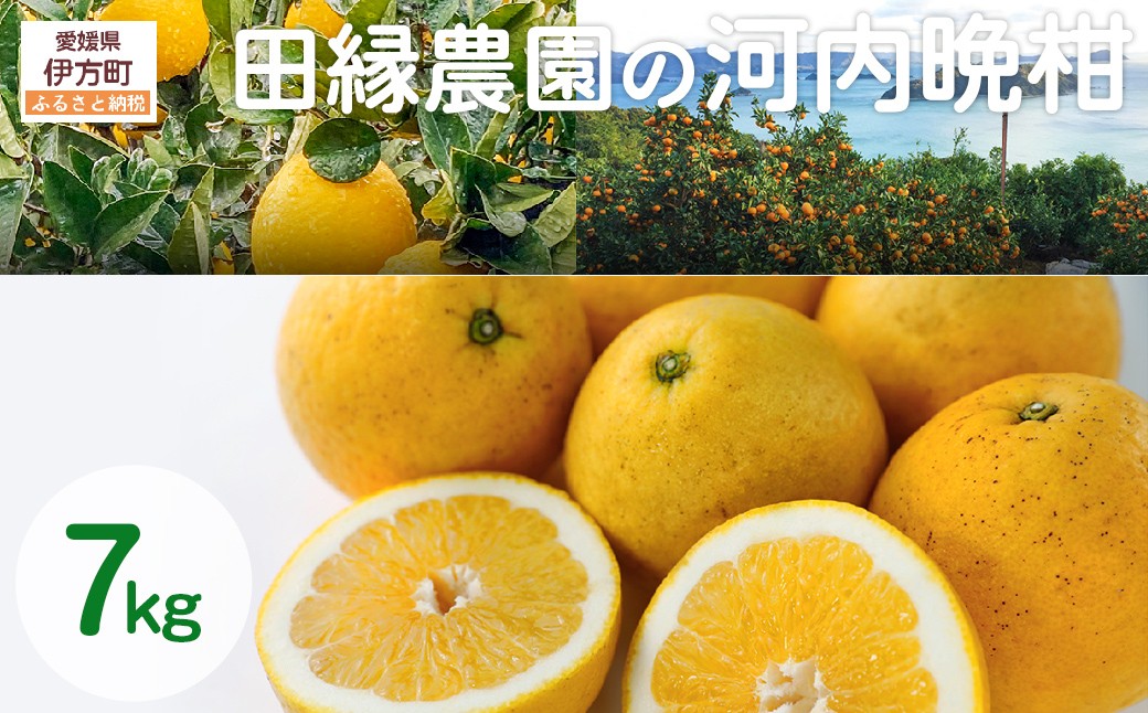 
                  【先行予約】【家庭用】河内晩柑 7kg ※離島への配送不可 （2027年4月10日より順次発送） 【 ふるさと納税 人気 おすすめ ランキング みかん ミカン 蜜柑 河内晩柑 フルーツ 果物 愛媛県産 田縁農園 愛媛県 伊方町 送料無料 】 IKTA030
                