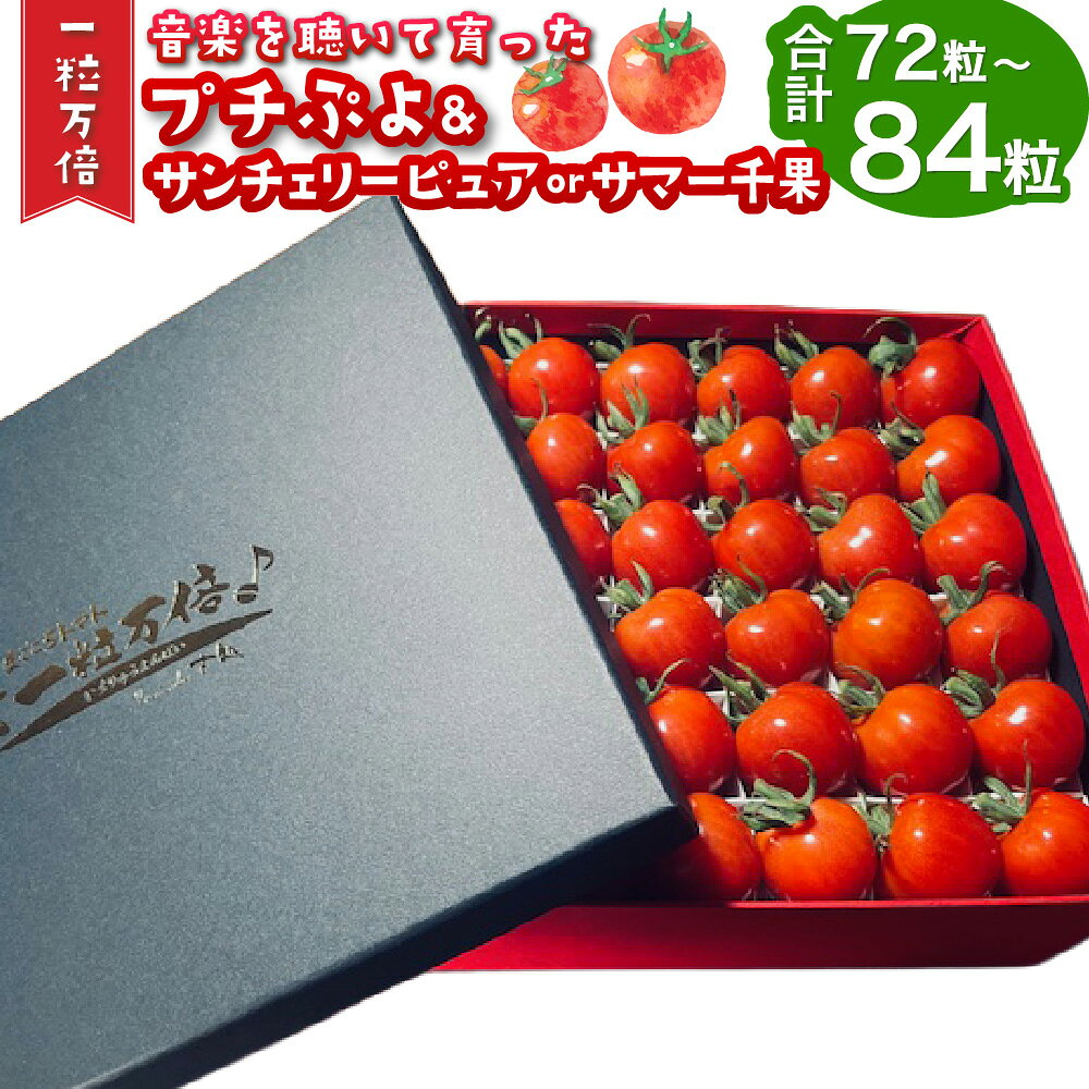 【ふるさと納税】 音楽を聴いて育った ｢ミニトマト 2段 黒 / 赤 BOX｣ (プチぷよ30粒から42粒 / サンチェリーピュア もしくは サマー千果 42粒) プチトマト トマト とまと 野菜 やさい サラダ お弁当 健康 冷蔵 大分県産 竹田市【2026年7月上旬～11月上旬順次発送予定】