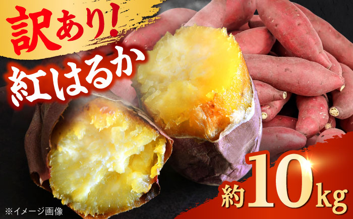 
            【先行予約】 【訳あり】 【数量限定】 紅はるか さつまいも 約10kg 1箱 【Shiro Planning 株式会社】さつまいも 紅はるか 芋 サツマイモ 甘い 焼き芋 スイートポテト 熊本県産 ねっとり [AYAJ005]
          