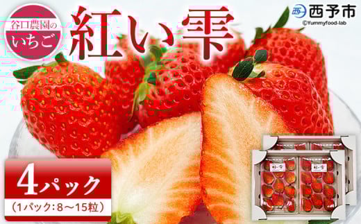2026年発送＜谷口農園のいちご「紅い雫」約1kg（約250g×4パック）西予市 宇和町産＞ イチゴ 果物 フルーツ ストロベリー ジューシー 特産品 株式会社フジ・アグリフーズ 愛媛県 西予市【冷蔵】