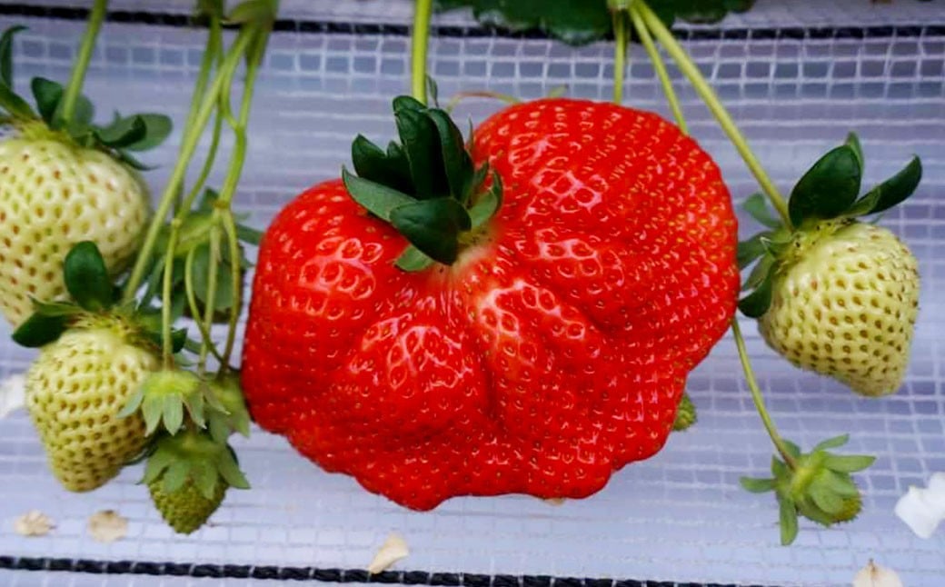 大粒あまおう 2パック