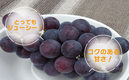 ピオーネ 2kg 《 2025年 8月 下旬 ～ 順次発送 》フルーツ ぶどう ぶどうぶどう