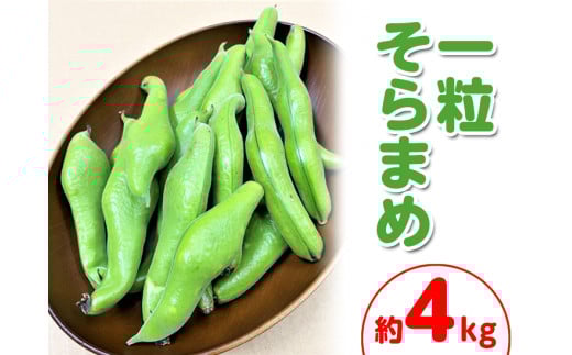＜先行予約！2026年5月上旬以降順次発送予定＞一粒そらまめ (約4kg)  【man102】【Aglio nero】