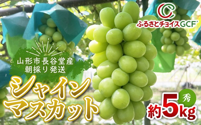 【GCF】山形市長谷堂産朝採り発送！シャインマスカット約5ｋｇ(6～7房)大粒【令和9年産先行予約】 FS26-012