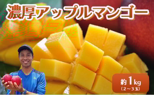 2026年 先行予約 アップルマンゴー 約1kg 2～3玉 セット 八重山マンゴー品評会総合1位を計3回獲得！高糖度保証！農園ファイミール 濃厚 果物 フルーツ 031-a006_2026