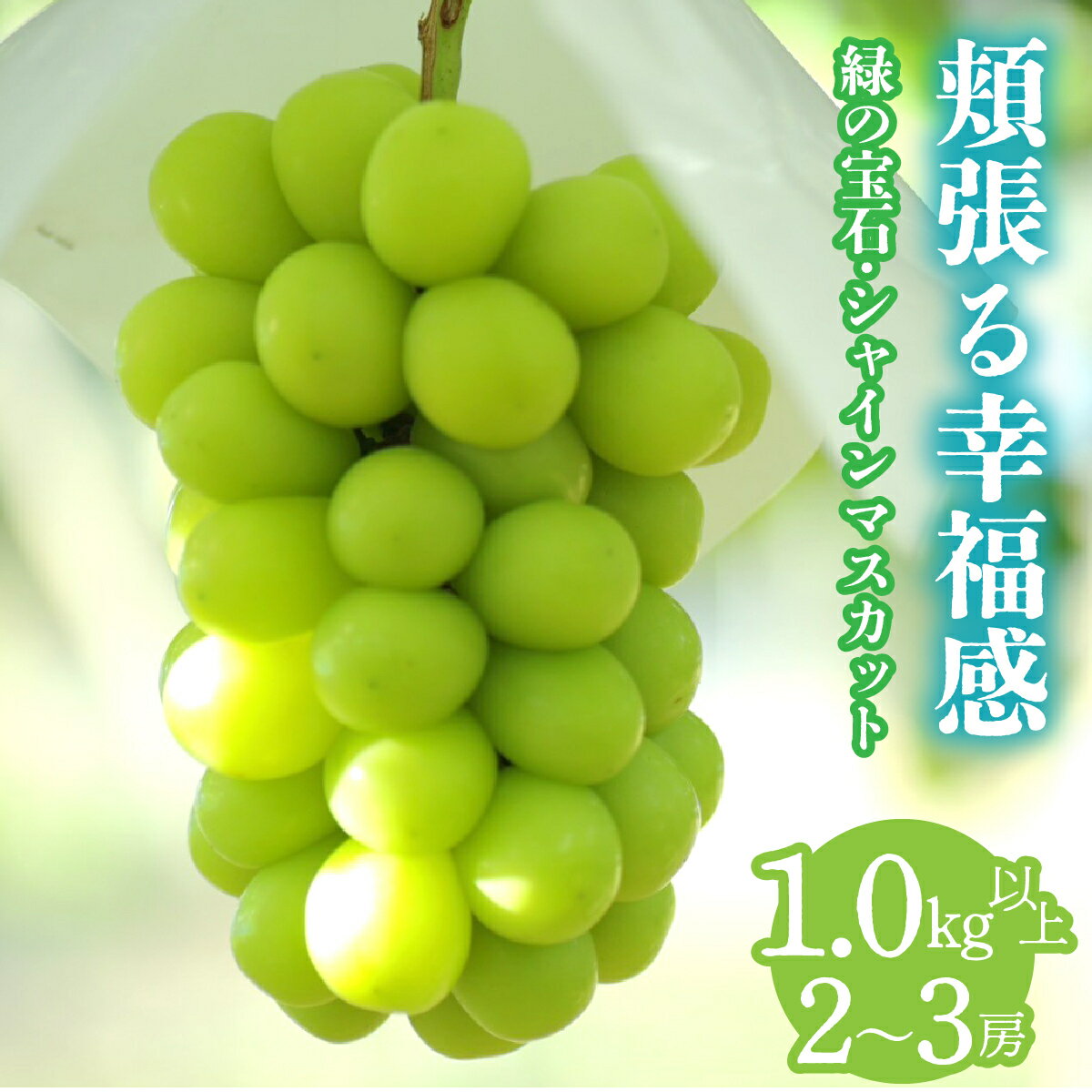 【ふるさと納税】＜2026年発送先行予約＞頬張る幸福感　～ 緑の宝石・シャインマスカット ～　1.0kg以上 2～3房 ALPCV001