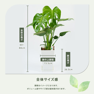 【観葉植物】モンステラ 緑の中道 IB067-006  観葉植物 ※北海道・沖縄・離島配送不可