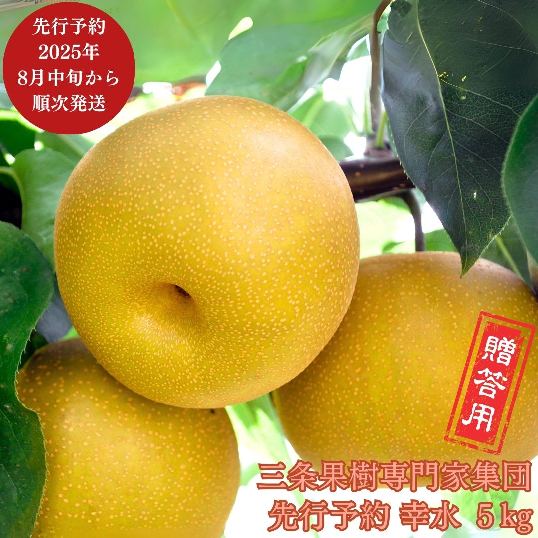 【ふるさと納税】先行予約 和梨 幸水 約5kg [8月中旬から発送予定] 令和7年度 贈答用 新潟県 三条市産 [三条果樹専門家集団] 【016P019】