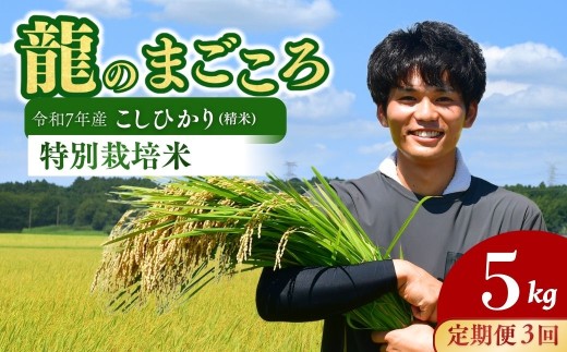 ＜3ヵ月定期便＞【令和7年度米】龍ケ崎の特別栽培米 コシヒカリ 5kg ❙ こしひかり コシヒカリ お米 米 こめ 白米 精米 米 冷めてもおいしい 美味しい こだわり いばらきみどり認定 おにぎり 茨城県 龍ケ崎市産