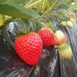 ＜先行予約＞ 鬼怒川の恵みをたっぷり受けた 栃木県上三川（かみのかわ）町産 とちあいか【2パック】 いちご イチゴ 苺 とちあいか ※2026年1月中旬～3月下旬頃に順次発送予定 ※離島への配送不可