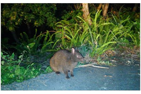 【ふるさと納税】世界自然遺産ナイトツアー（アニマルウォッチング）・鹿児島県宇検村