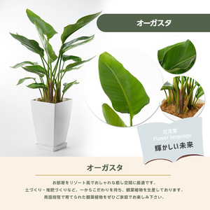 【観葉植物】オーガスタ70cm～100cm Green Farm M IB075-008 観葉植物 ※北海道・沖縄・離島配送不可