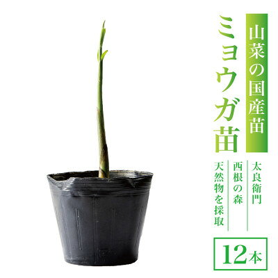 【ふるさと納税】天然採取【西根の森】ミョウガ苗 12本セット(ポット苗)国産山菜苗【1697544】