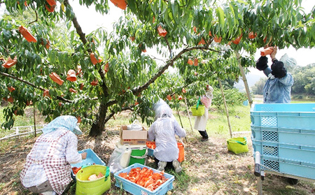 桃 ぶどう 2024年 先行予約 特選 岡山の旬の果物詰合せ-3 もも 葡萄 岡山県産 国産 フルーツ 果物 ギフト