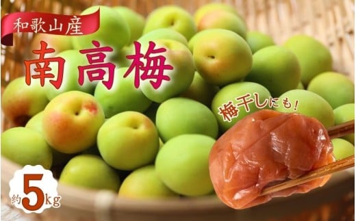 【和歌山名産】南高梅 約5kg（サイズ混合）【2026年6月上旬～2026年6月下旬頃に順次発送】。/梅 和歌山 梅干し 梅酒 シロップ 名産地 農薬 控えめ ジャム アレンジ おいしい 美味しい【TM176】【TM014-tec913A】