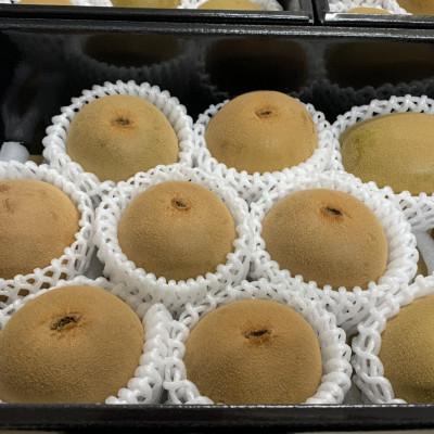 ふるさと納税 三豊市 【造田商店】さぬきゴールドキウイ　高糖度「黄様」8〜11個入り(約1.5kg)