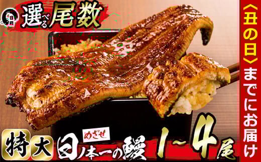 
            【6/30までの入金で丑の日までにお届け】【尾数が選べる！】うなぎ生産量日本一の鹿児島県産！日ノ本一の鰻の蒲焼き＜特大＞1尾～4尾！うなぎ 鰻 ウナギ 1尾 2尾 3尾 4尾 蒲焼き かばやき 冷凍 うな重 ひつまぶし タレ 山椒
          