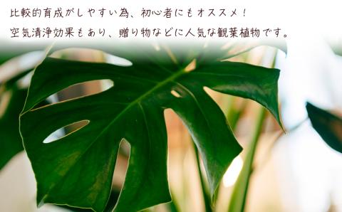 沖縄の観葉植物　観葉植物　モンステラ陶器鉢植え　6号　角鉢　観葉植物　モンステラ　インテリア　鉢付き　おしゃれ　インテリアグリーン　緑のある暮らし　ハウスプラント　沖縄　うるま市　６号