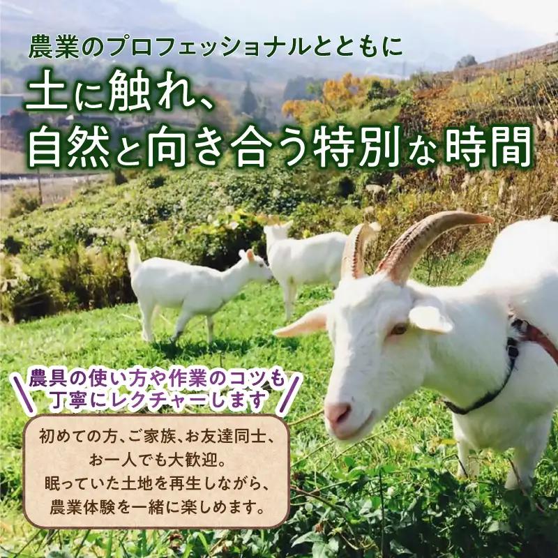ぶどう産地・勝沼から生まれる農業体験（醸造用ぶどう）（BDB）D4-1610