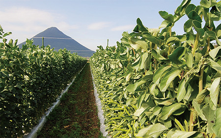 2026年1月中旬～発送 指宿産サヤ付そらまめ Lサイズ 約2kg 岡村商店 A-129 鹿児島県 そらまめ ソラマメ そら豆 豆 旬 指宿市 春 野菜 サラダ おつまみ 
