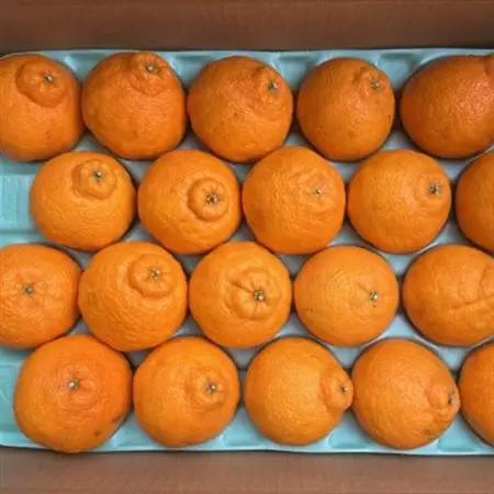 和歌山県産不知火約5kg(18玉～24玉おまかせ)(日高町)【1493810】