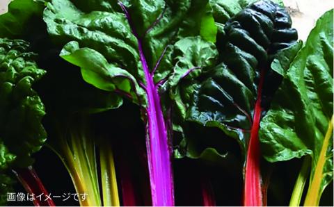 朝採れ！【栽培期間中 農薬・化学肥料不使用】プレミアムサラダ用糸島野菜セット《糸島》【オーガニックナガミツファーム】 [AGE002]