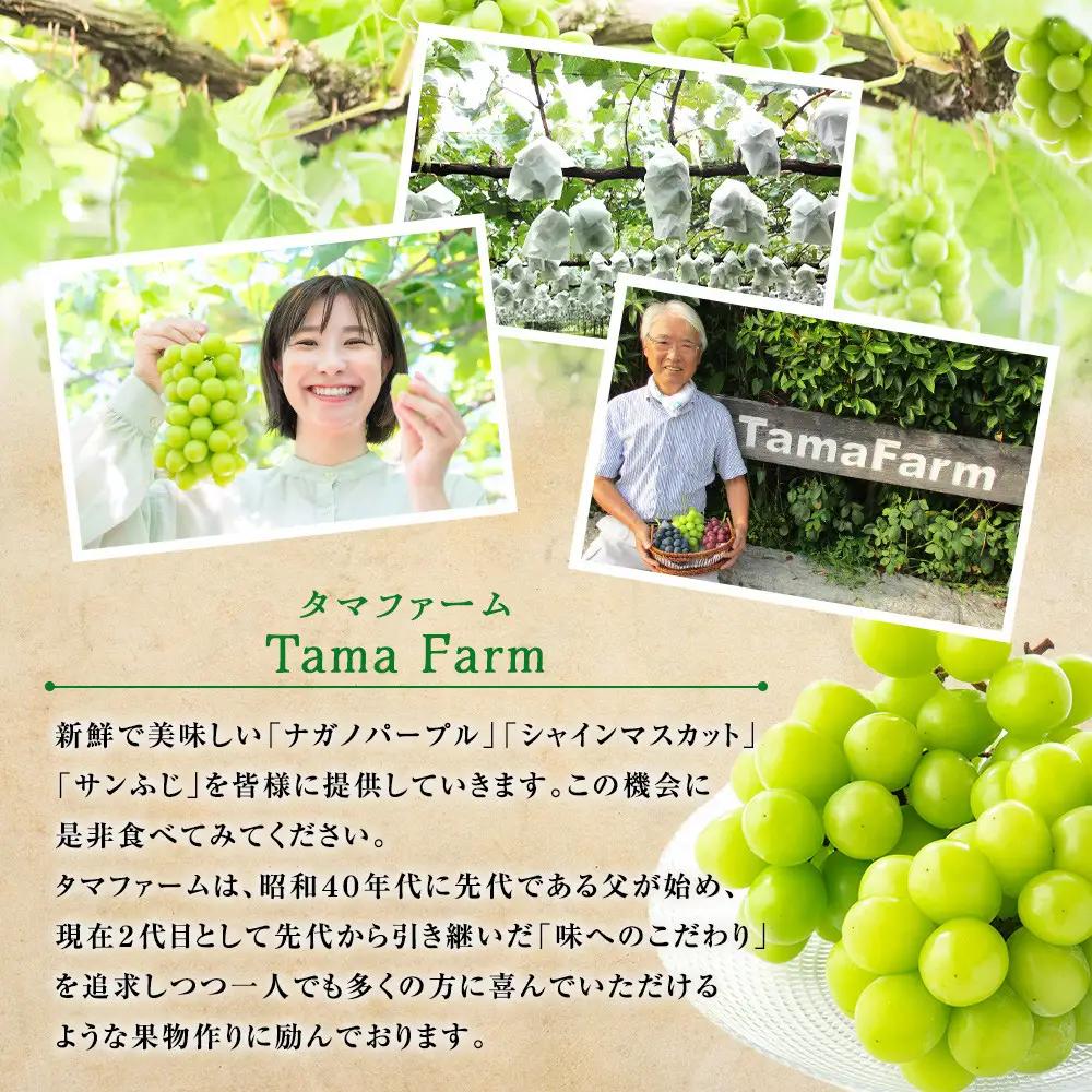 タマファーム　長野市産 シャインマスカット 粒パック ご家庭用 1.2kg（300g×4パック）  | シャインマスカット ぶどう 葡萄 フルーツ